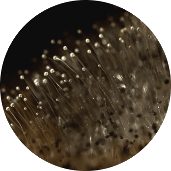 Adhering Mold