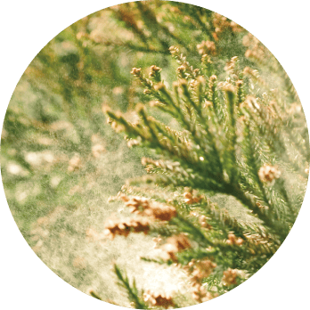 Airborne Allergens