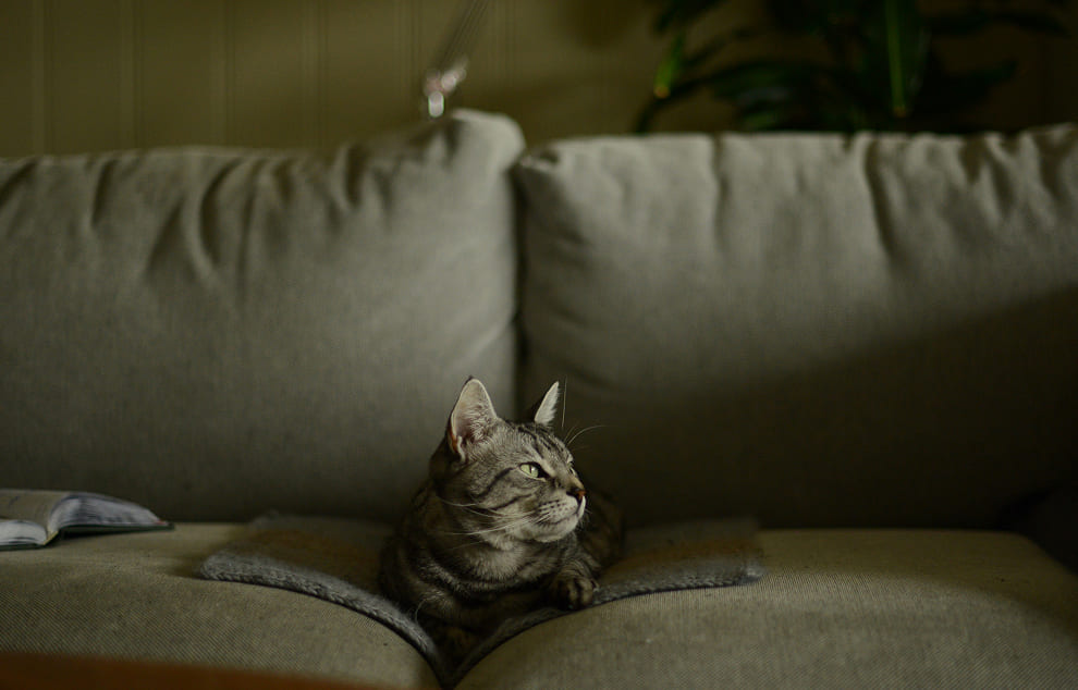 A Cat on the Sofa